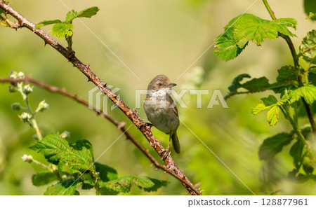 Common whitethroat perched on a twig in a meadow 128877961