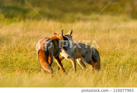 Two cute red fox cubs playing in a meadow 128877963