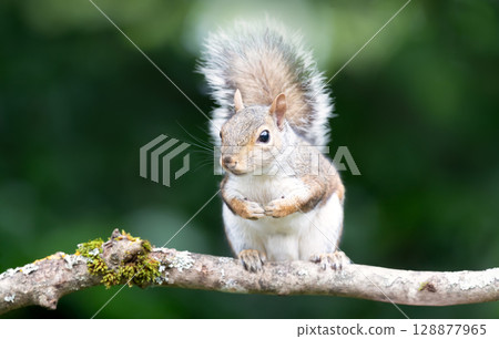 Portrait of a curious young grey squirrel standing on a tree branch Portrait of a curious young grey squirrel standing on a tree branch 128877965