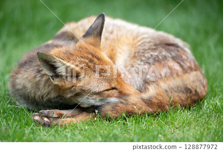 Portrait of a red fox resting on green grass, eyes closed and tail curled around its face Portrait of a red fox resting on green grass, eyes closed and tail curled around its face 128877972