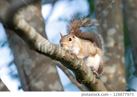 Close-up of a curious young grey squirrel standing on a tree branch 128877973