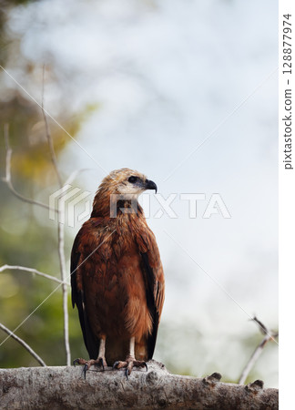 Black-collared hawk perched on a tree branch, Pantanal, Brazil Black-collared hawk perched on a tree branch, Pantanal, Brazil 128877974
