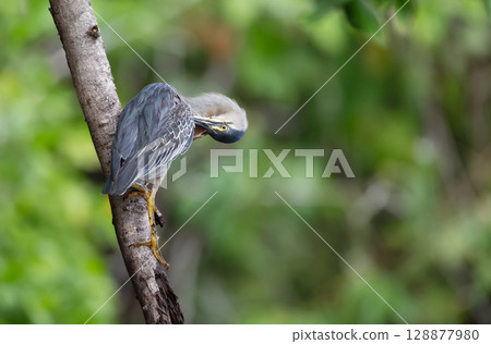 Striated heron perched on a tree branch Striated heron perched on a tree branch 128877980