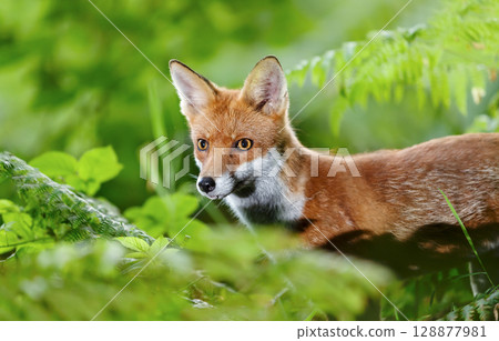 Portrait of a playful young red fox standing in a forest 128877981