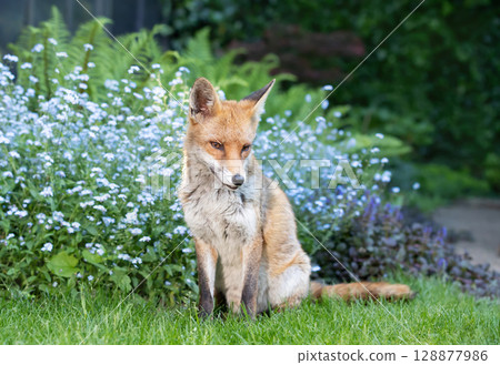Red fox sitting on green grass in a garden with blooming forget-me-not flowers in the background, UK. 128877986