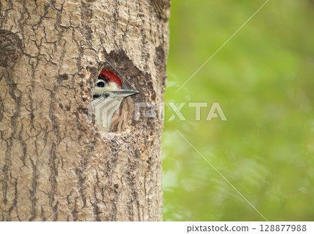 Great spotted woodpecker chick sitting in a tree hole in spring Great spotted woodpecker chick sitting in a tree hole in spring 128877988
