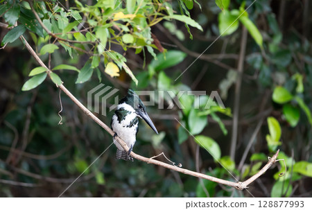 Green kingfisher perched on a tree branch, Pantanal, Brazil 128877993