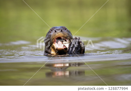 Giant otter eating fish in a river in the Pantanal, Brazil Giant otter eating fish in a river in the Pantanal, Brazil 128877994