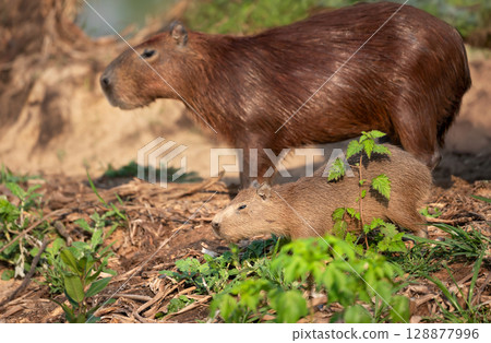 Close-up of a capybara mother with her pup on a riverbank in the Pantanal, Brazil. Close-up of a capybara mother with her pup on a riverbank in the Pantanal, Brazil. 128877996