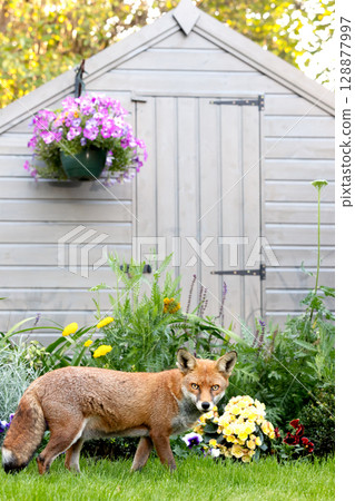 Red fox standing on green grass in a garden, framed by vibrant spring flowers Red fox standing on green grass in a garden, framed by vibrant spring flowers 128877997