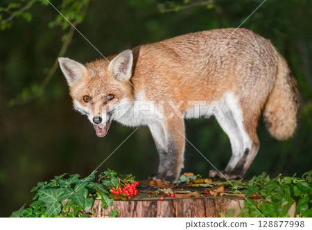 Portrait of a cute red fox eating red berries on a tree stump in a dark forest 128877998