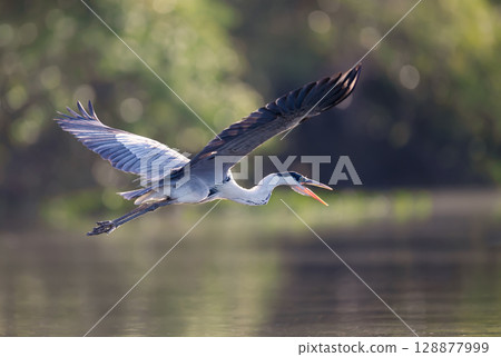 Cocoi heron in flight over river with open mouth Cocoi heron in flight over river with open mouth 128877999