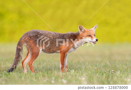 Close-up of a playful young red fox standing on green grass in a meadow 128878000