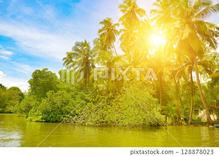 Bright sunrise in mangrove forest on the lake shore. 128878023