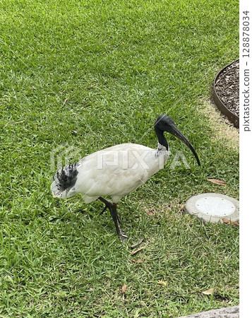 一隻白色的鳥站在草地上，與一隻稀有的野鳥相遇 128878034