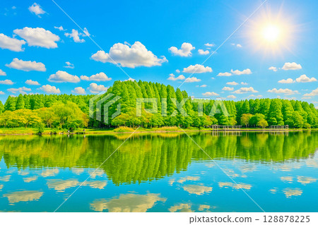 The landscape of the metasequoia forest and lake surface at Mizumoto Park, with young leaves and fresh greenery 128878225