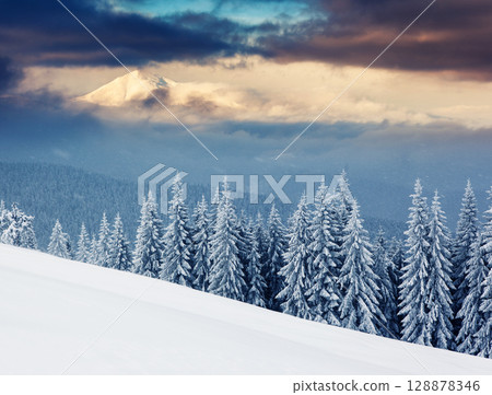 winter winter 128878346