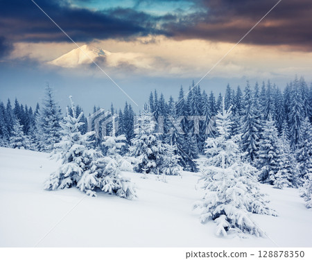 winter 128878350
