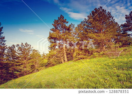 forest forest 128878351