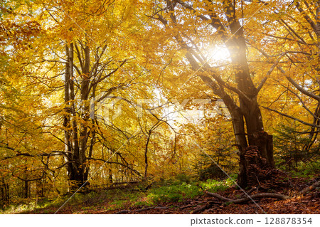 forest forest 128878354