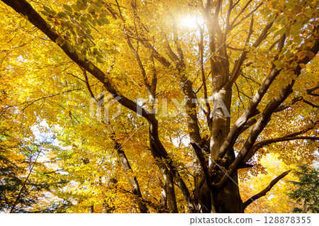forest forest 128878355