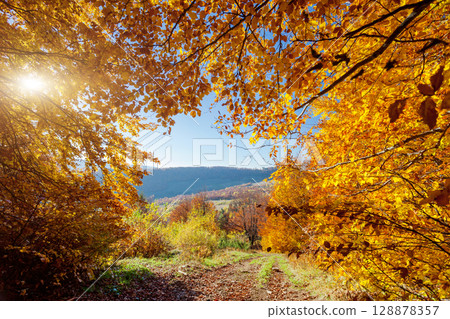 forest forest 128878357