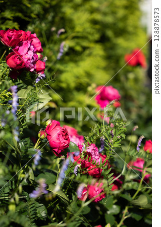 Vibrant pink roses blooming in a lush garden with greenery and wildflowers 128878573