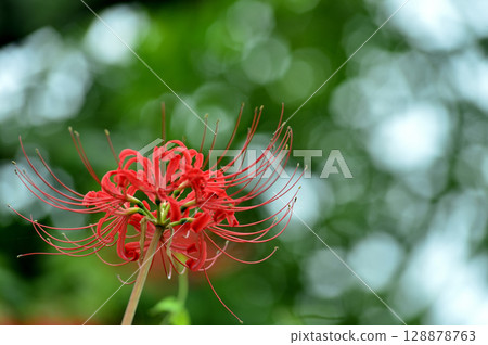 I saw a cluster amaryllis someday 128878763