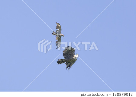 Flying Mountain Hawk-Eagle and Grey-faced Buzzard Flying Mountain Hawk-Eagle and Grey-faced Buzzard 128879012