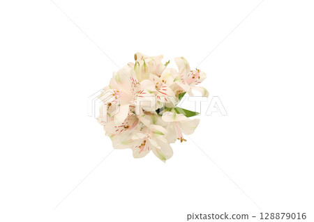 白色背景上的六出花束 128879016