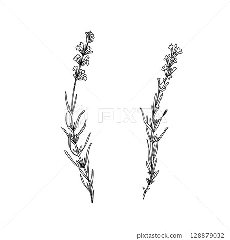 Lavender flowers line art. Hand drawn graphic Vector illustration. Black and White drawing for cards, logos and food, cosmetic design. Lavender flowers line art. Hand drawn graphic Vector illustration. Black and White drawing for cards, logos and food, cosmetic design. 128879032