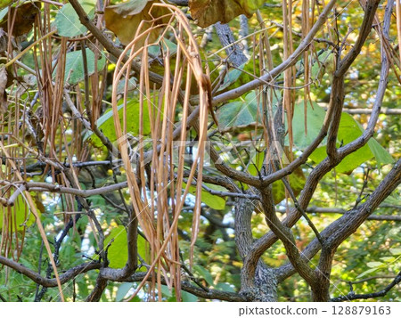 The long fruits of Catalpa ovata hang on tree in autumn. The long fruits of Catalpa ovata hang on tree in autumn. 128879163