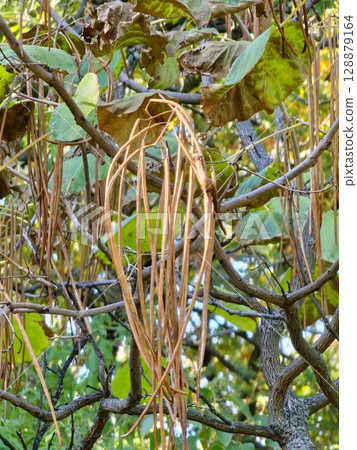 The long fruits of Catalpa ovata hang on the tree in autumn. 128879164