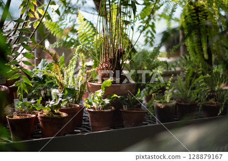 Shelves in greenhouse filled with tropical plants ferns in pots for sale and repotting cultivation Shelves in greenhouse filled with tropical plants ferns in pots for sale and repotting cultivation 128879167