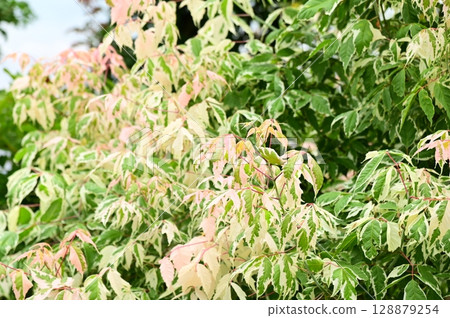 尼貢多楓火烈鳥葉 128879254