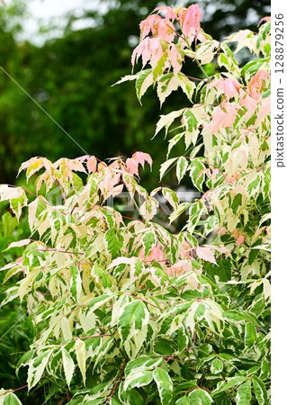 Negundo maple flamingo leaves Negundo maple flamingo leaves 128879256