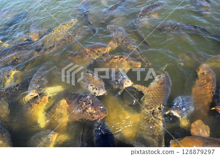 Koi swimming in the pond 128879297