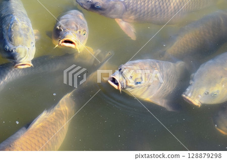 Koi swimming in the pond 128879298