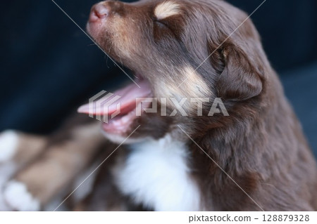 Brown and white puppy is sleeping with its mouth open Brown and white puppy is sleeping with its mouth open 128879328