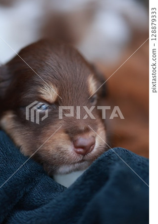 Puppy is sleeping in a blanket Puppy is sleeping in a blanket 128879333