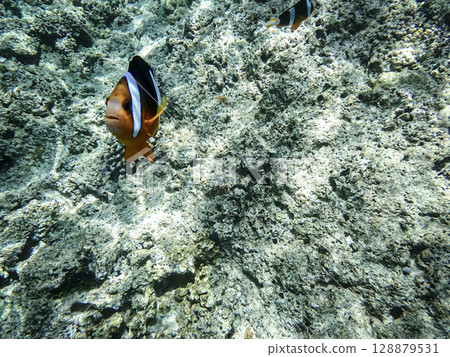 Orange clownfish swimming in tropical waters Orange clownfish swimming in tropical waters 128879531