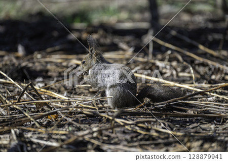 春天的松鼠 128879941