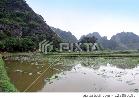 越南寧平的荷花池景觀 128880195
