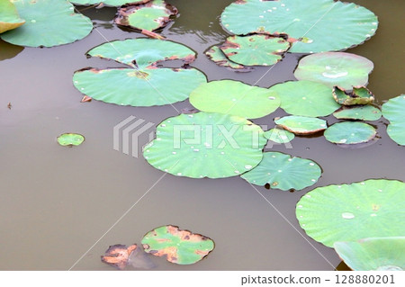 Lotus pond landscape in Ninh Binh, Vietnam Lotus pond landscape in Ninh Binh, Vietnam 128880201