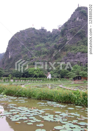 Lotus pond landscape in Ninh Binh, Vietnam Lotus pond landscape in Ninh Binh, Vietnam 128880202