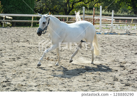 A white horse running comfortably through the riding ground 128880290