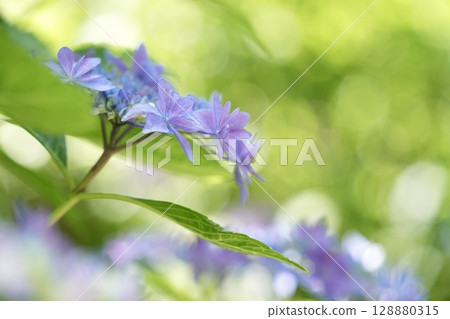 淡紫色繡球花散景背景 淡紫色繡球花散景背景 128880315