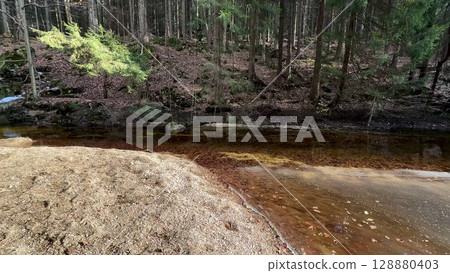 A Serene Forest Stream Embraced by the Beauty of Nature in All Its Splendor and Wonder 128880403