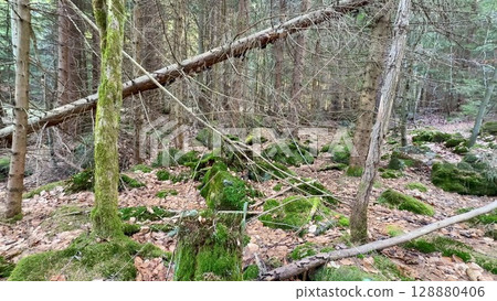 A stunning and scenic forest landscape featuring mosscovered rocks and fallen trees 128880406