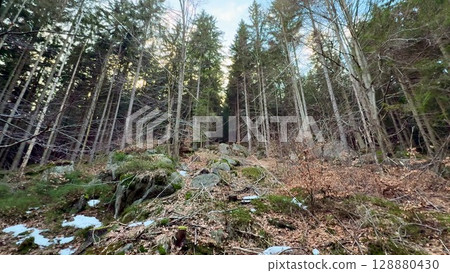 A serene forest path adorned with snow and rocks invites exploration and tranquility in nature A serene forest path adorned with snow and rocks invites exploration and tranquility in nature 128880430
